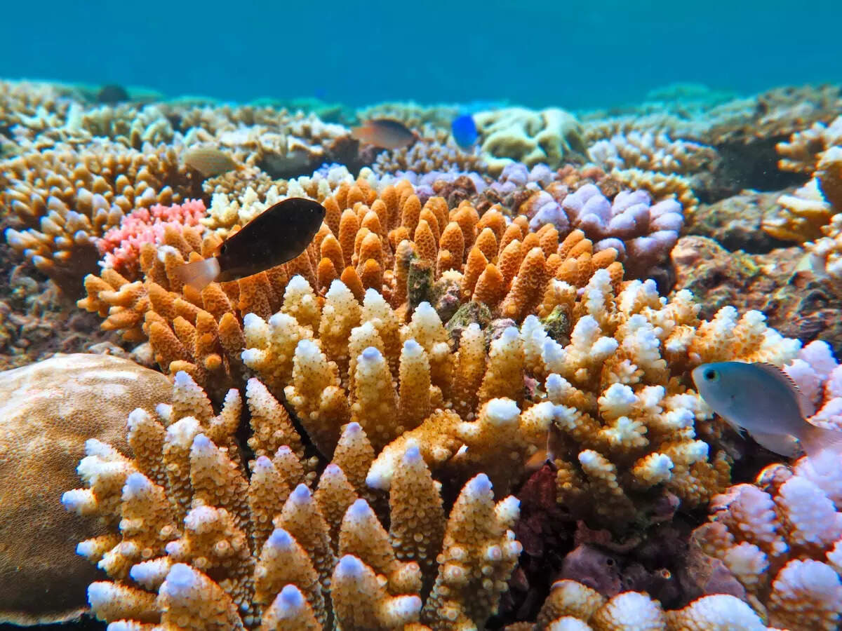 Corals in Great Barrier Reef Corals in Great Barrier Reef