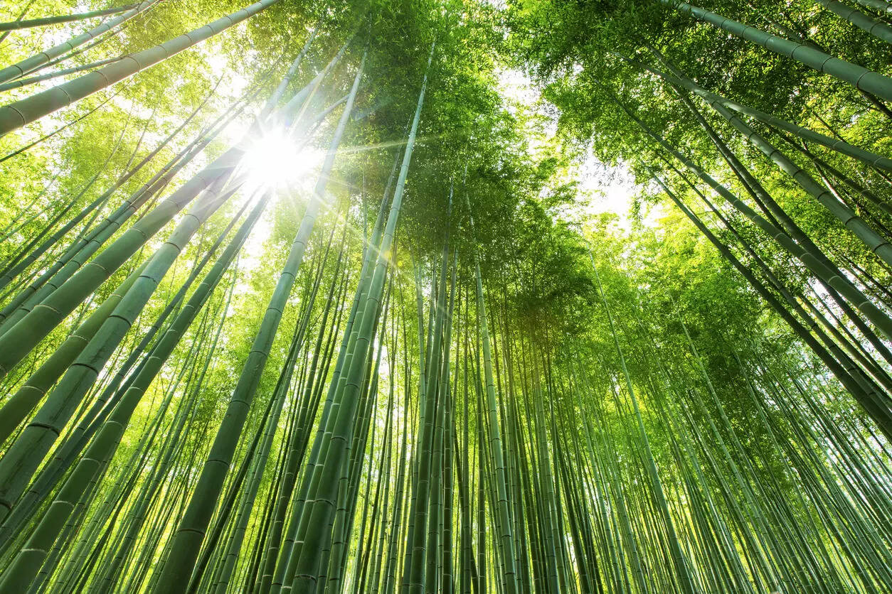 bamboo bamboo