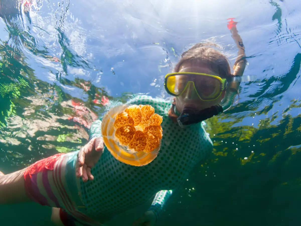 Swimming with jellyfish in Palau