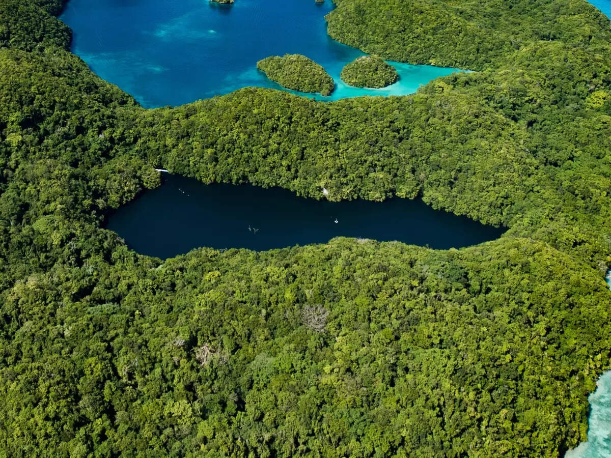 Jellyfish Lake, Palau Jellyfish Lake, Palau