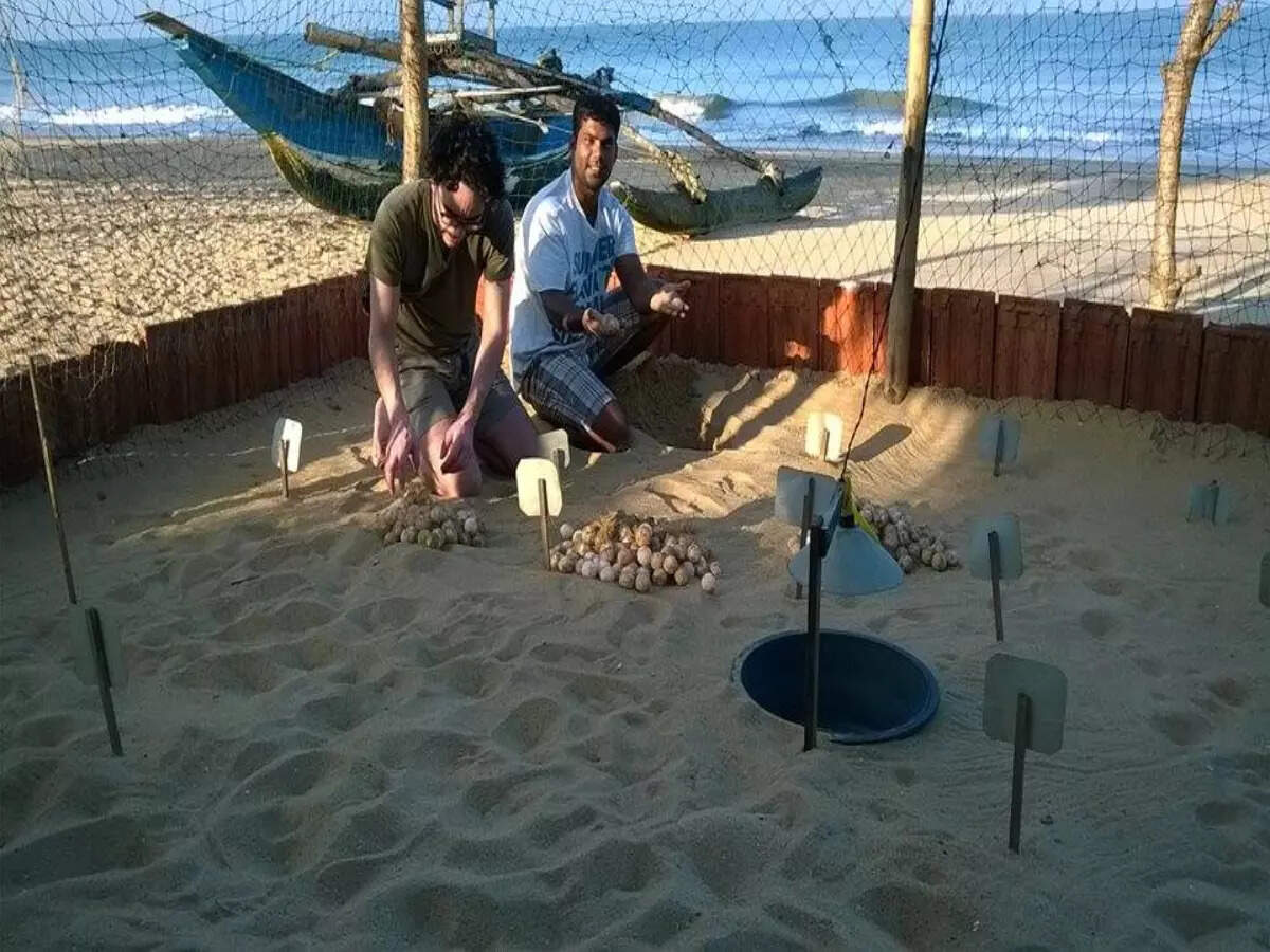 Turtle eggs Turtle eggs