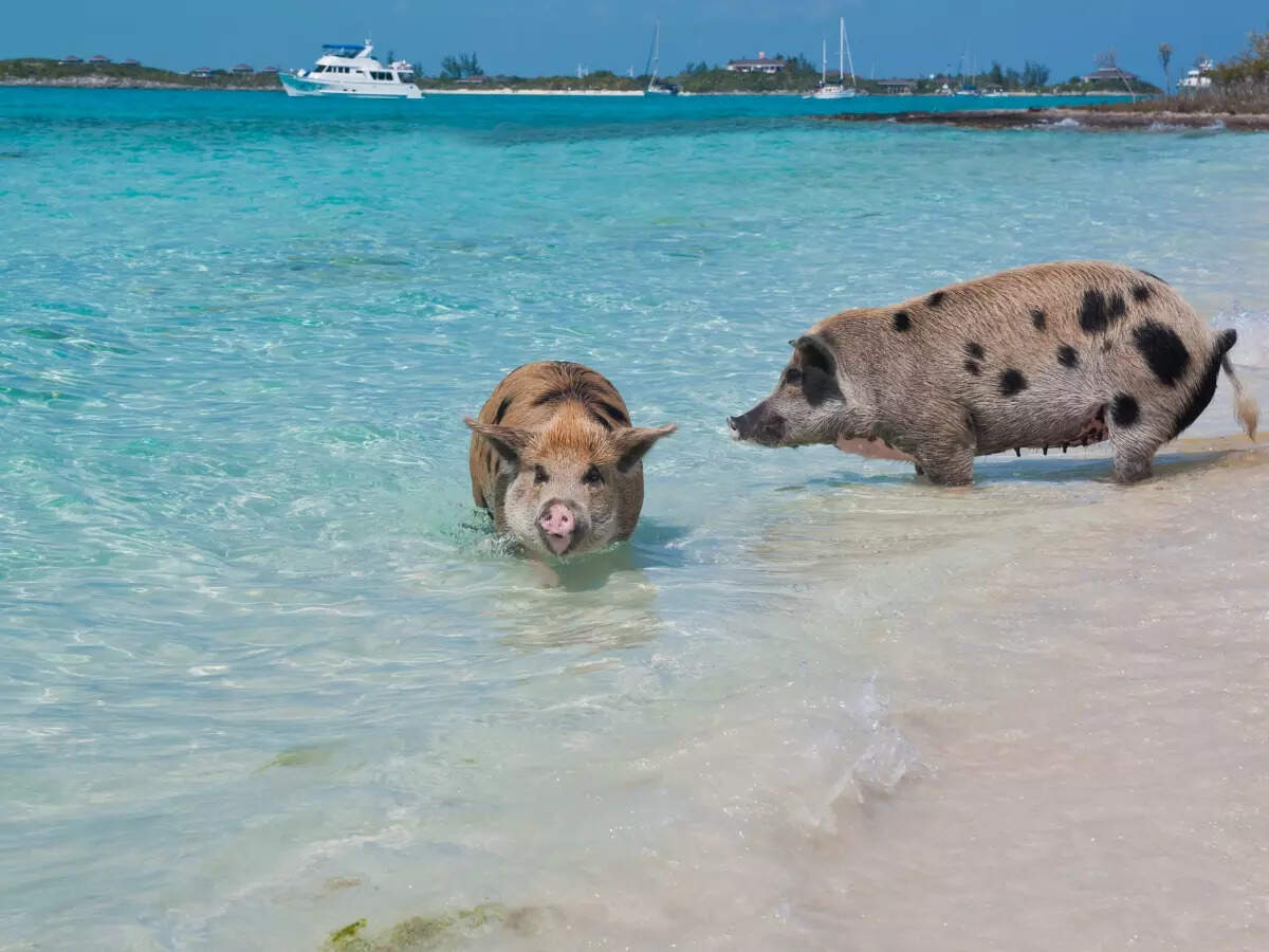 Feral pigs in the Bahamas Feral pigs in the Bahamas
