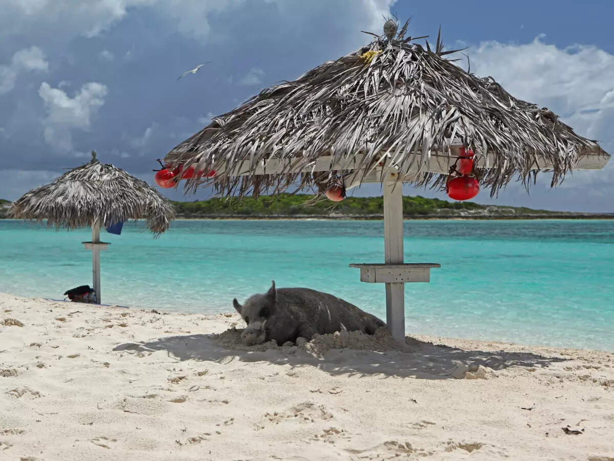 Pigs in Bahamas Pigs in Bahamas