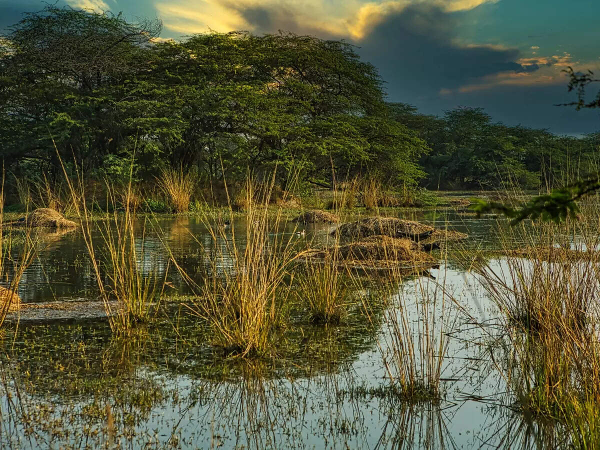 Sultanpur wetlands Sultanpur wetlands