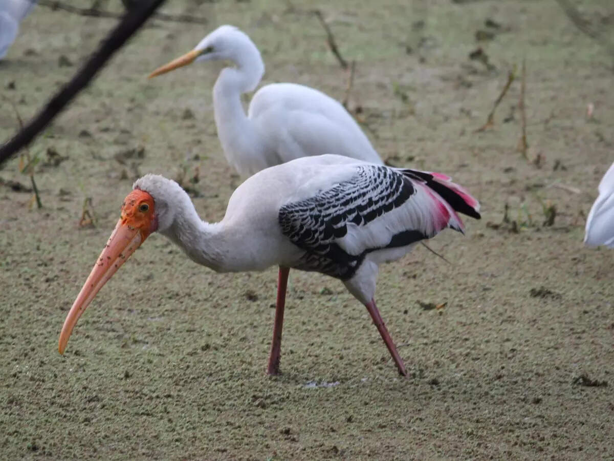 Migratory birds in Sultanpur National Park Migratory birds in Sultanpur National Park