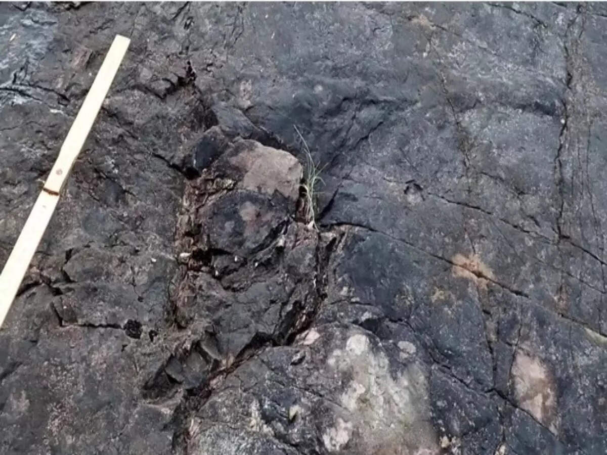 fossil fossil