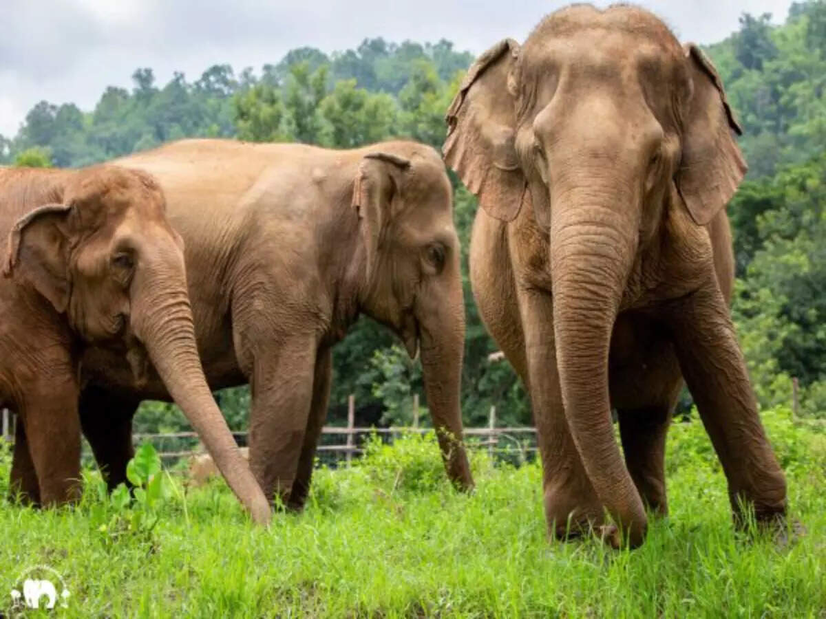 Elephant Nature Park in Chiang Mai Elephant Nature Park in Chiang Mai