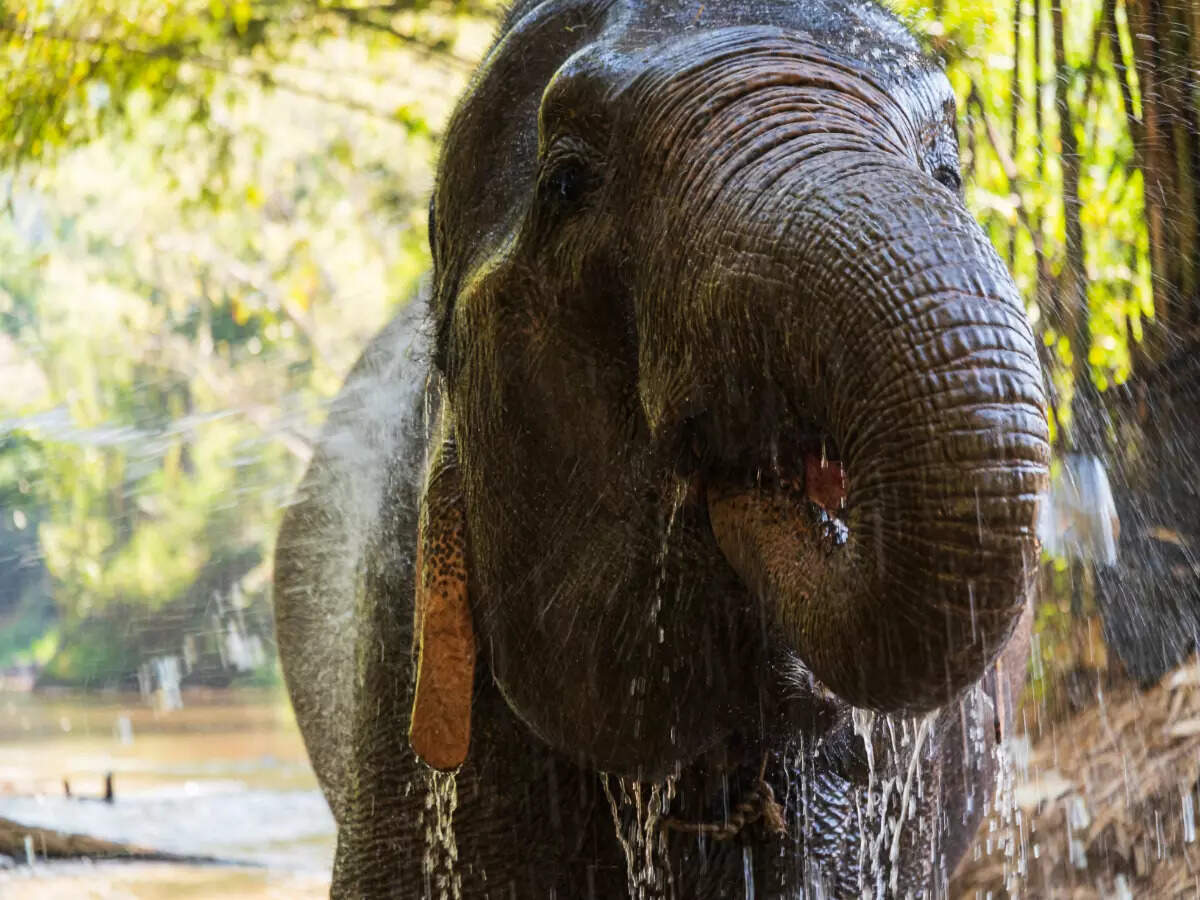 Elephant Nature Park Elephant Nature Park