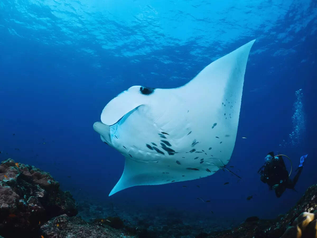 Diving with manta rays at night in Kona