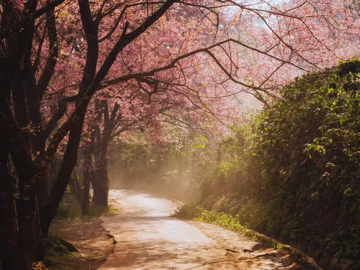 Cherry Blossom Cherry Blossom