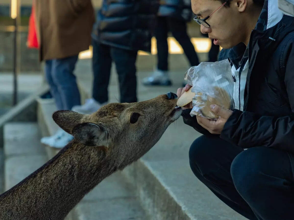 Nara deer eating treats