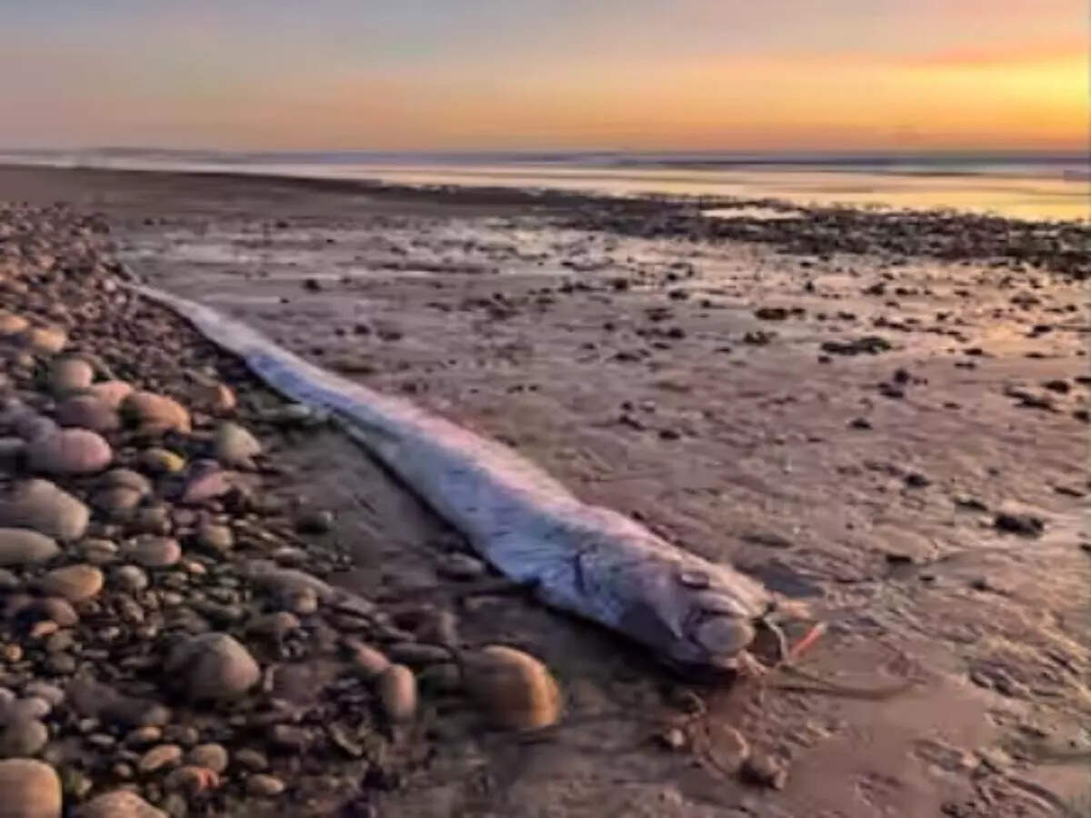 oarfish oarfish