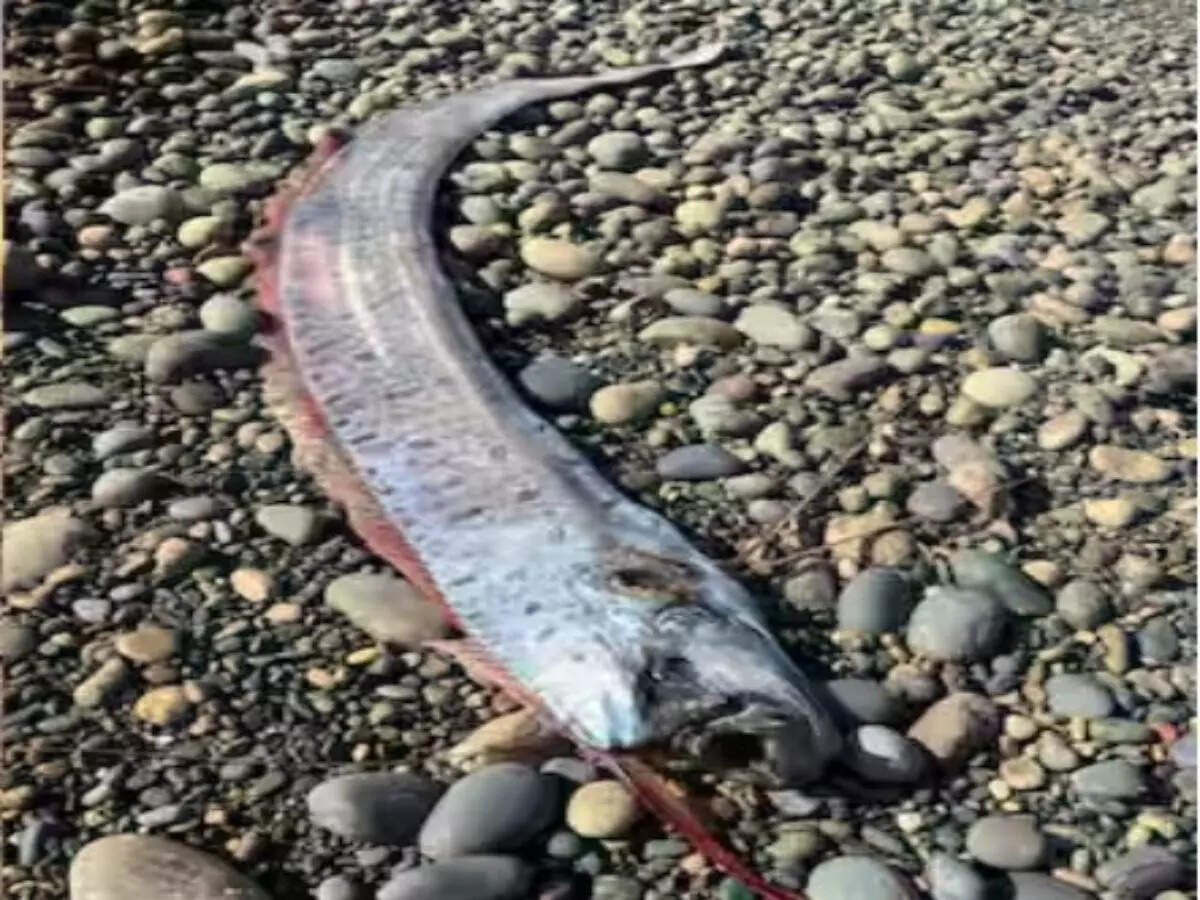 oarfish oarfish