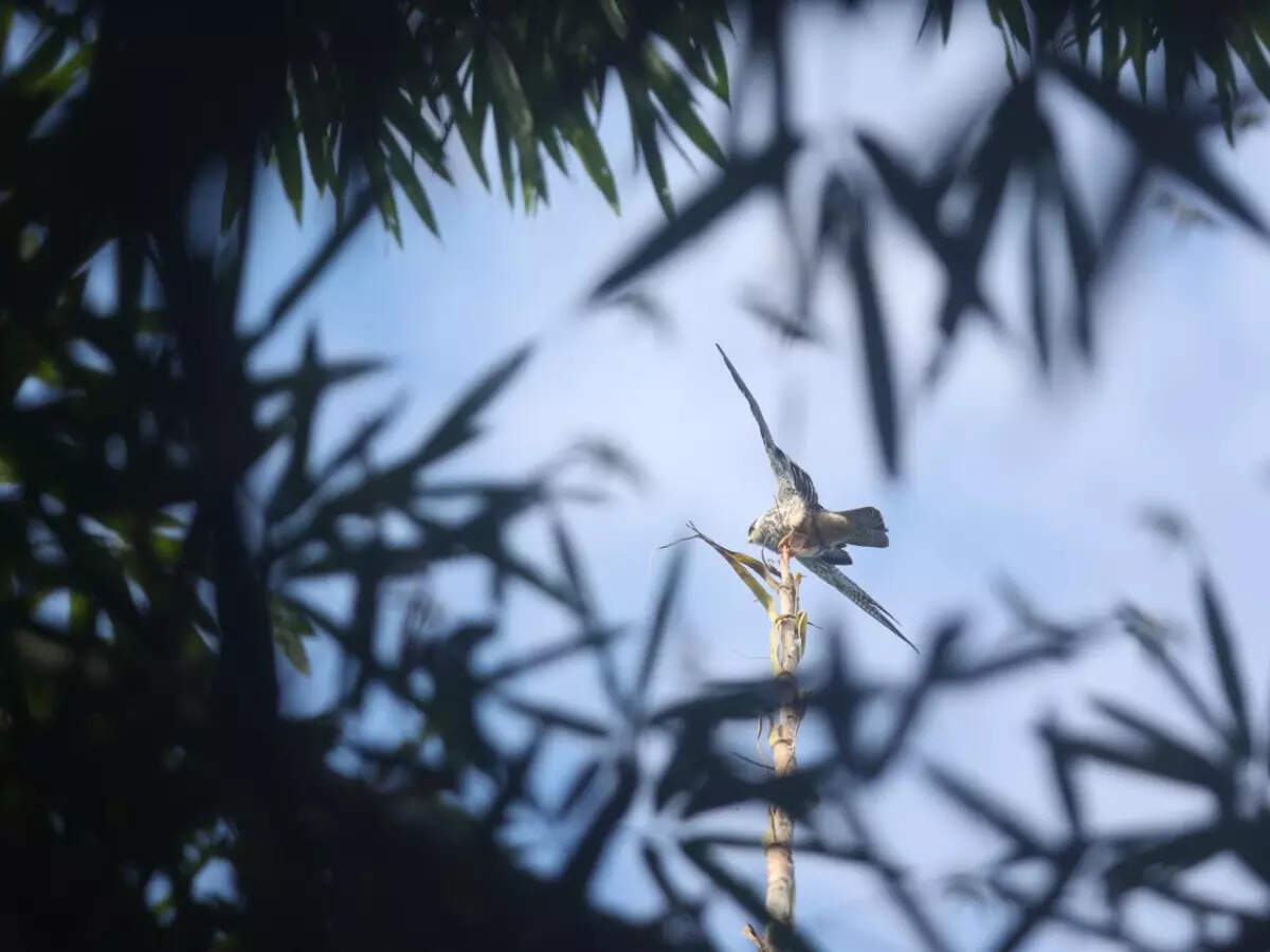 Amur falcon Amur falcon