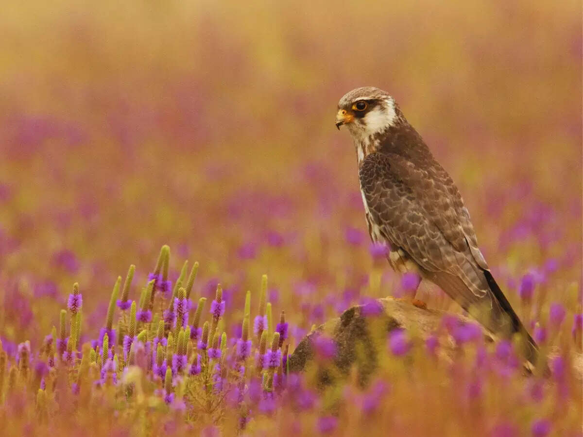 Amur falcon in Maharashtra Amur falcon in Maharashtra