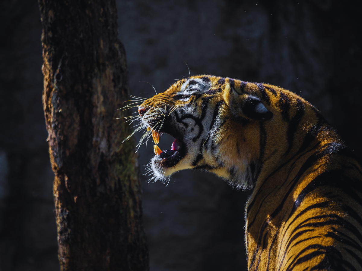 tiger tiger