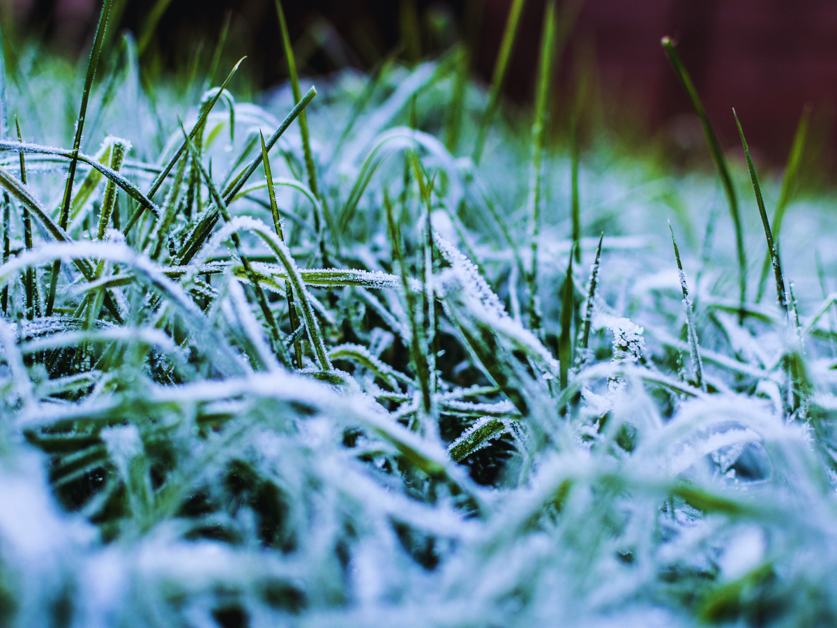 frost frost
