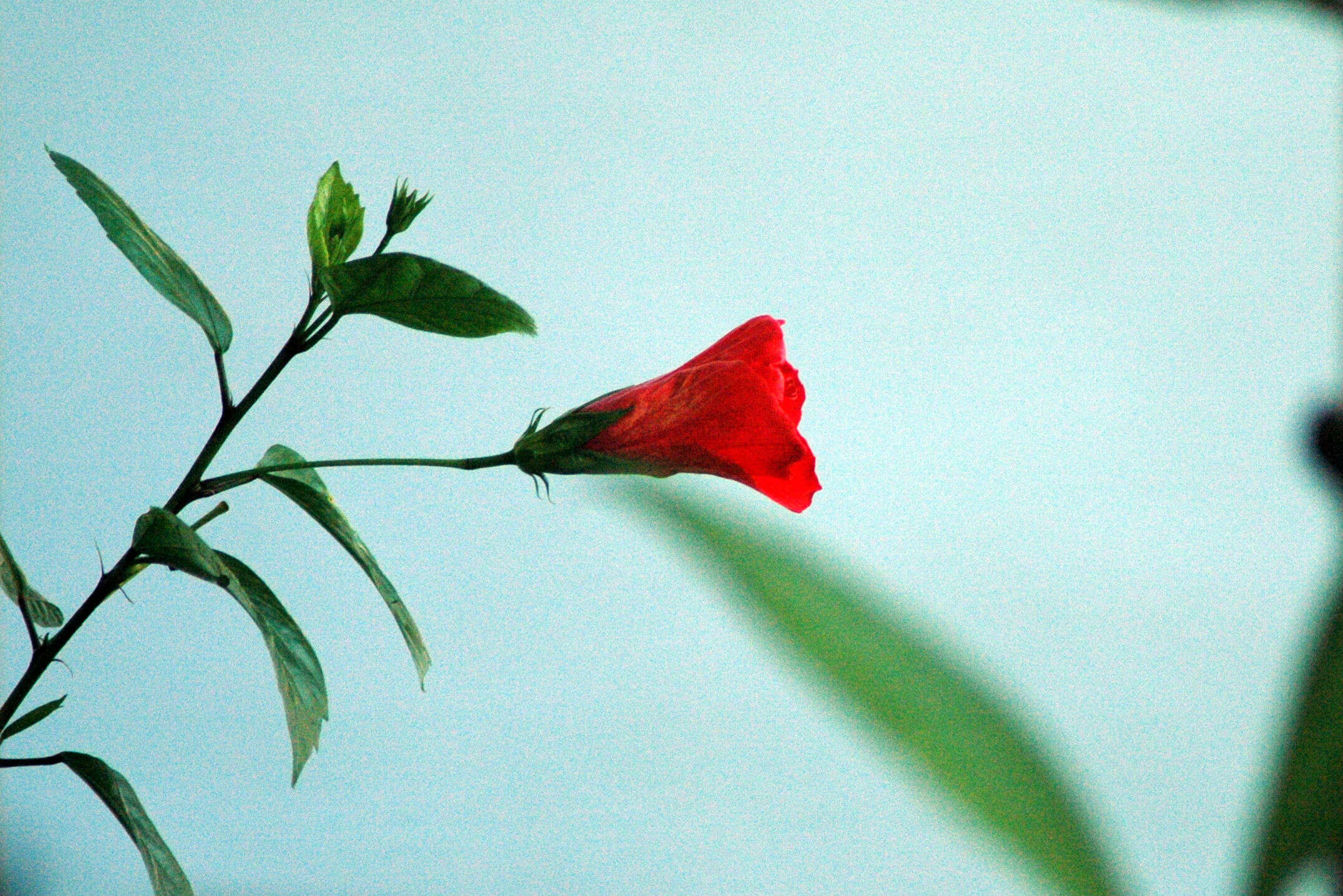 flower garden flower garden