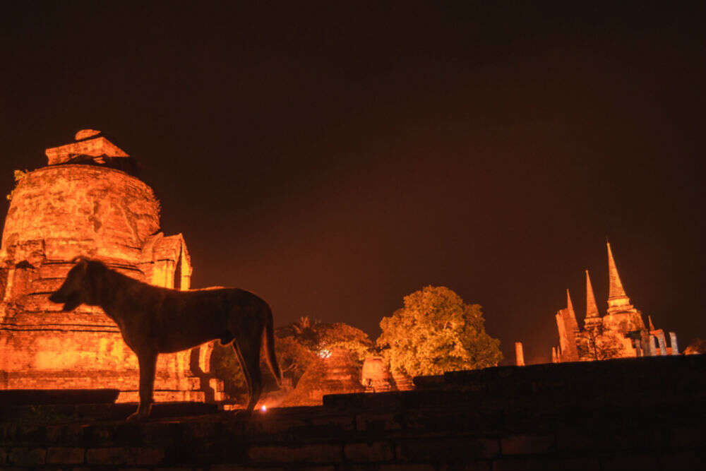 dog temple