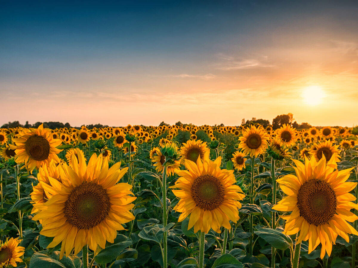 Sunflower Sunflower
