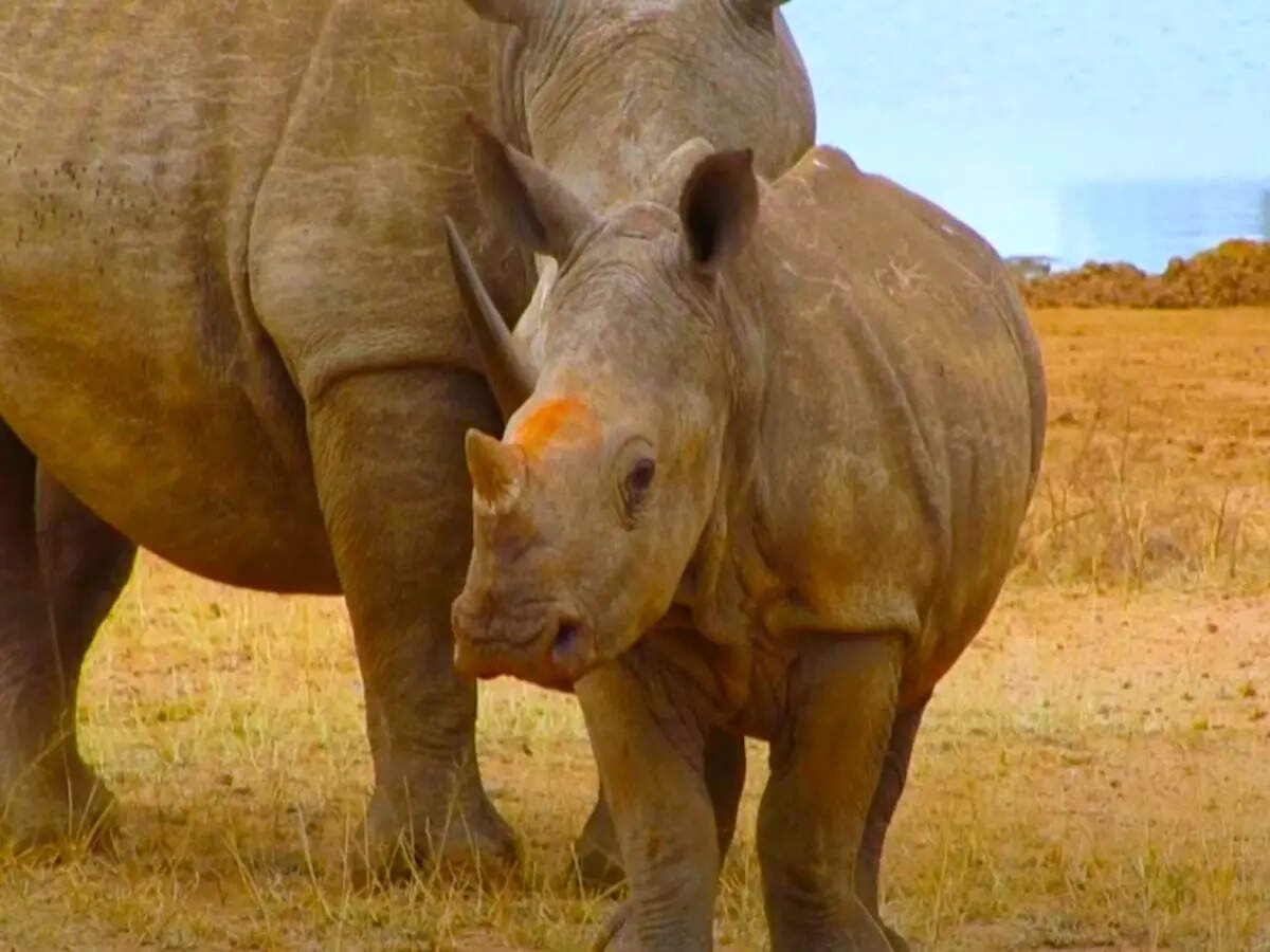 RHINOS RHINOS