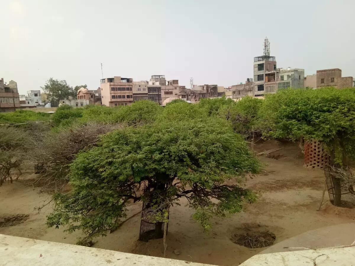 Nidhivan, Mathura Nidhivan, Mathura