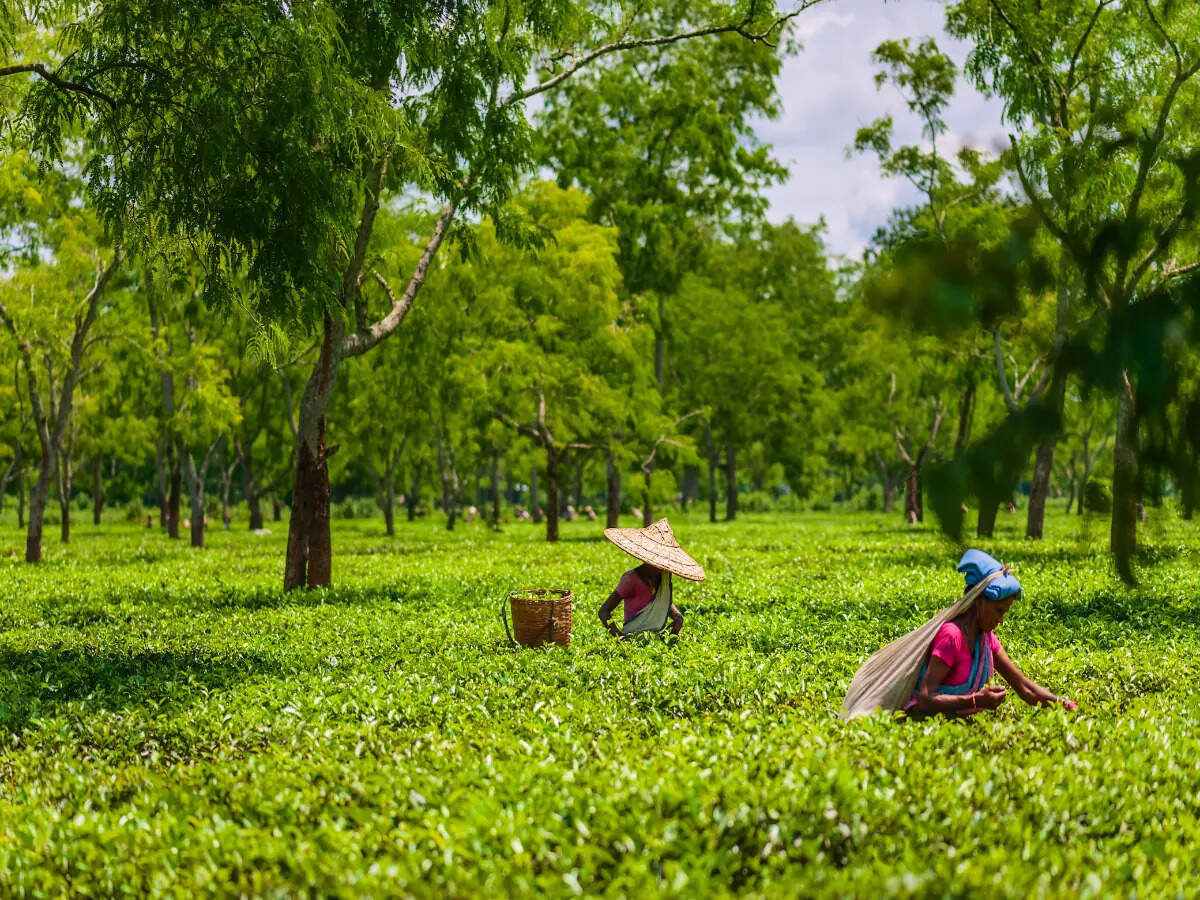 Assam tea garden Assam tea garden
