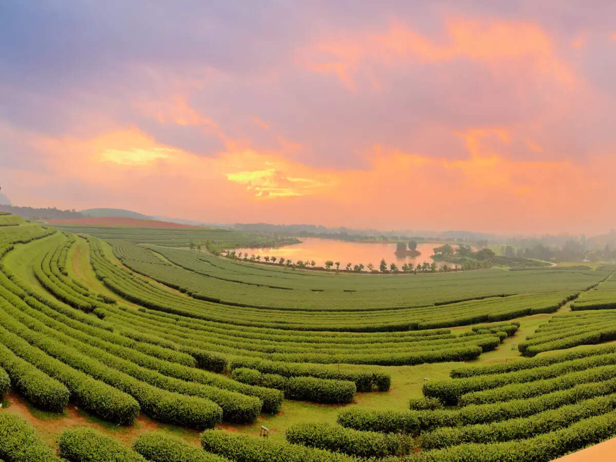 Assam tea Assam tea