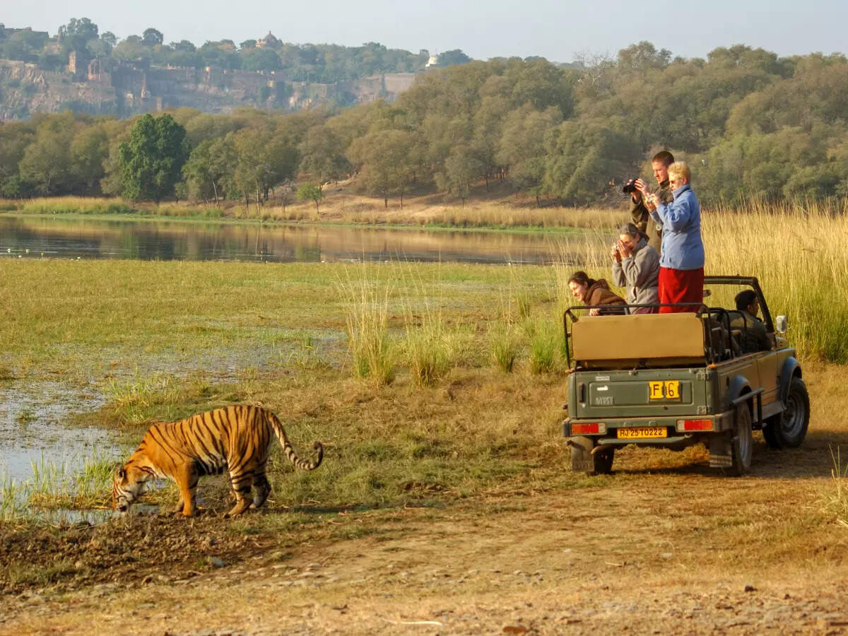 Jeep safari at Ranthambore National Park