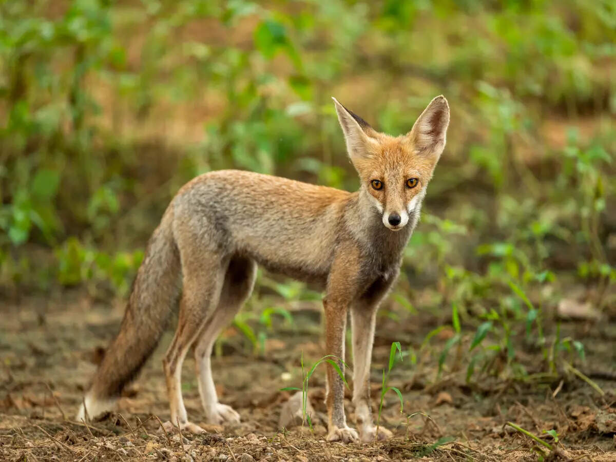 Wildlife at Sariska National Park Wildlife at Sariska National Park