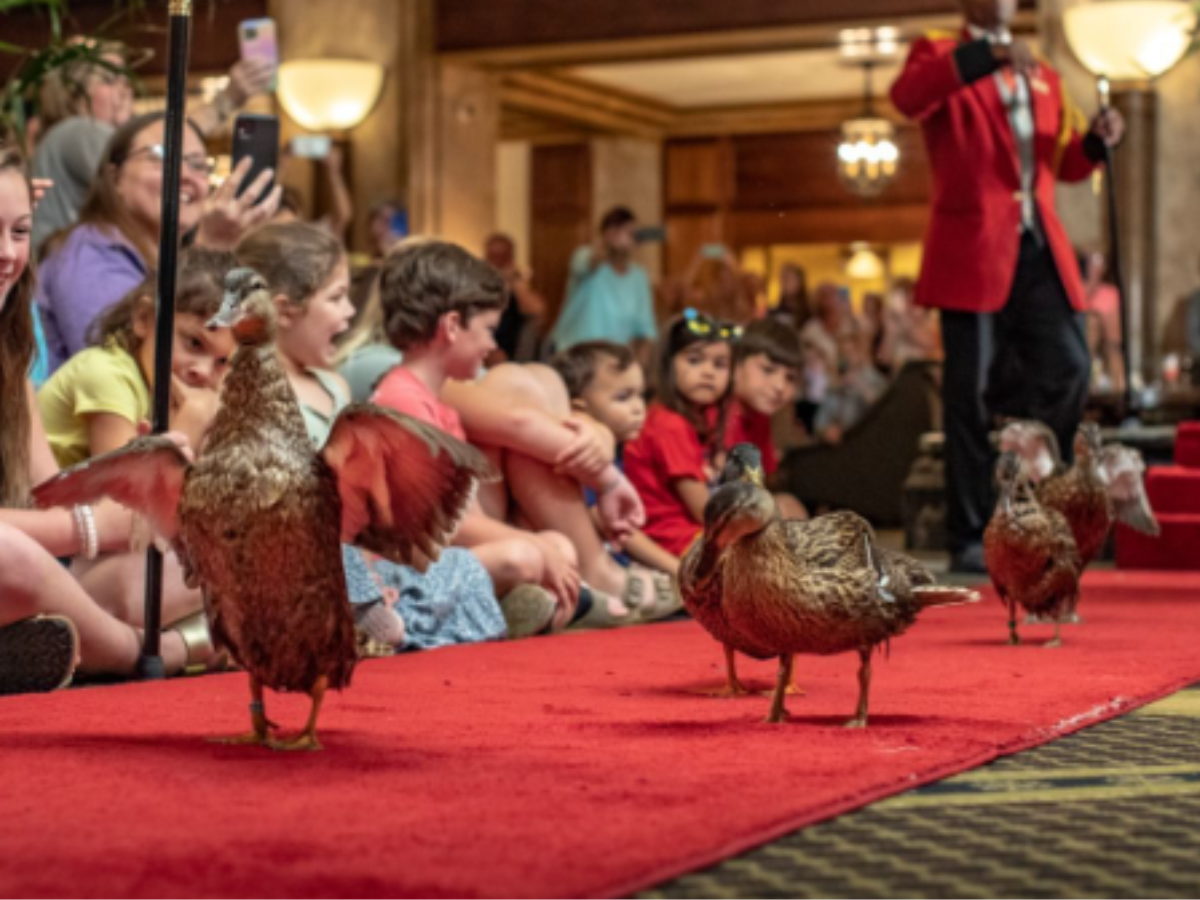 ducks ducks