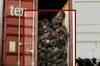 Kochi: Illegal sandalwood worth Rs 25 million seized