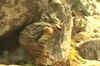 Terror cave network exposed in J&K