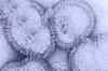Canadian scientists crack H1N1 flu code