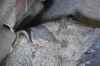 Wheat rotting in flood-hit Uttarakhand