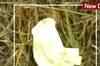 17-yr-old girl brutally killed on New Year's Eve in Delhi 