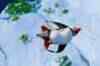 Happy Feet 2: Trailer