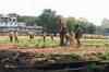 Ramlila ground getting prepared for Anna's fast