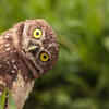 These wild animals in the outdoors are too cute to miss!