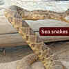 10 unique sea snakes and places they can be found on beach by travellers