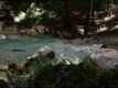 The Forest Video -1