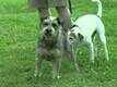 Robo - Dog Video -1