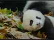 Official Trailer - Born In China