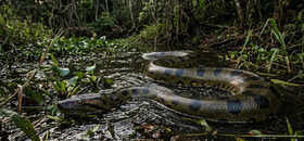 10 countries with highest anaconda population in the world: From Brazil to French Guiana